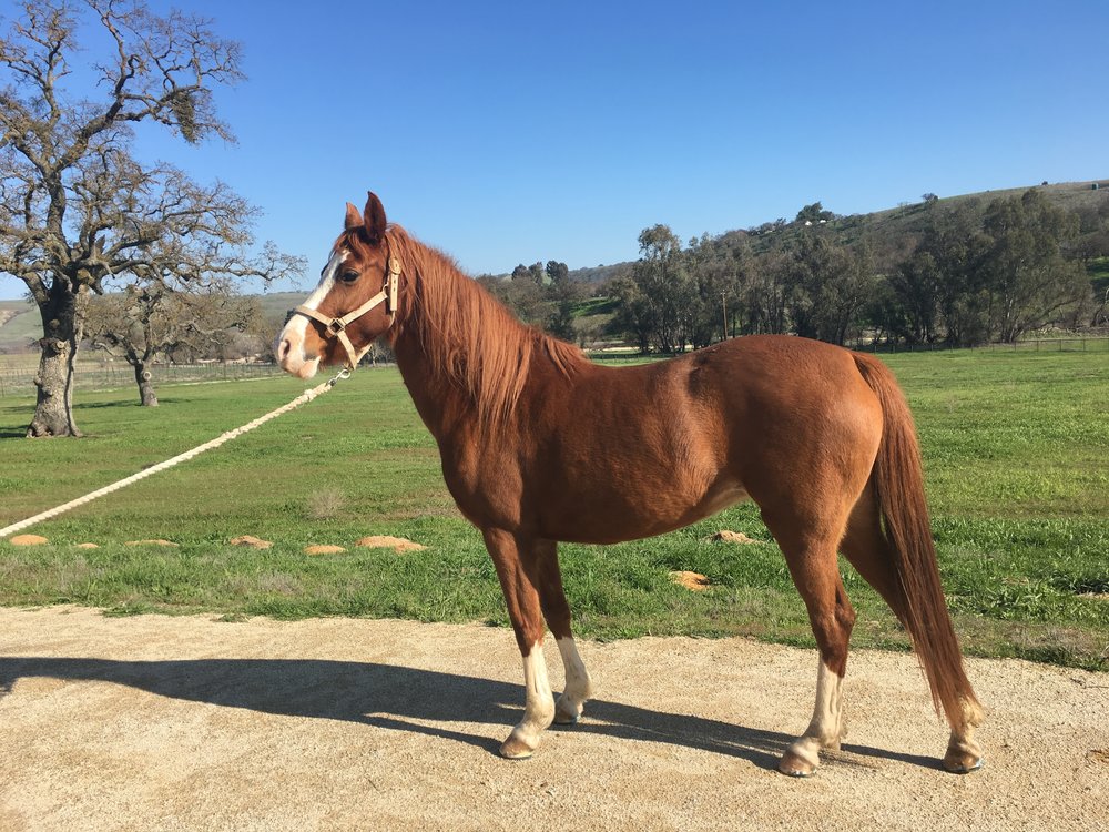 Jewel - Arabian Mare with a Fracture of the Distal Phalanx