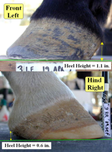 Measurement of Horse Heel Height - Diagonal High/Low Issue Example