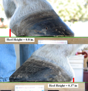 Measurement of Horse Heel Height - High/Low Issue Example