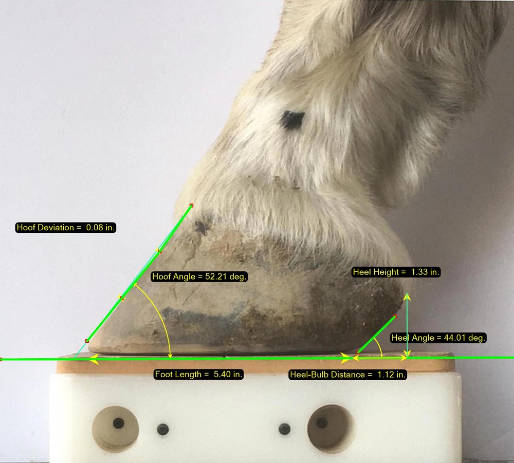 Lateral Photo Measurements