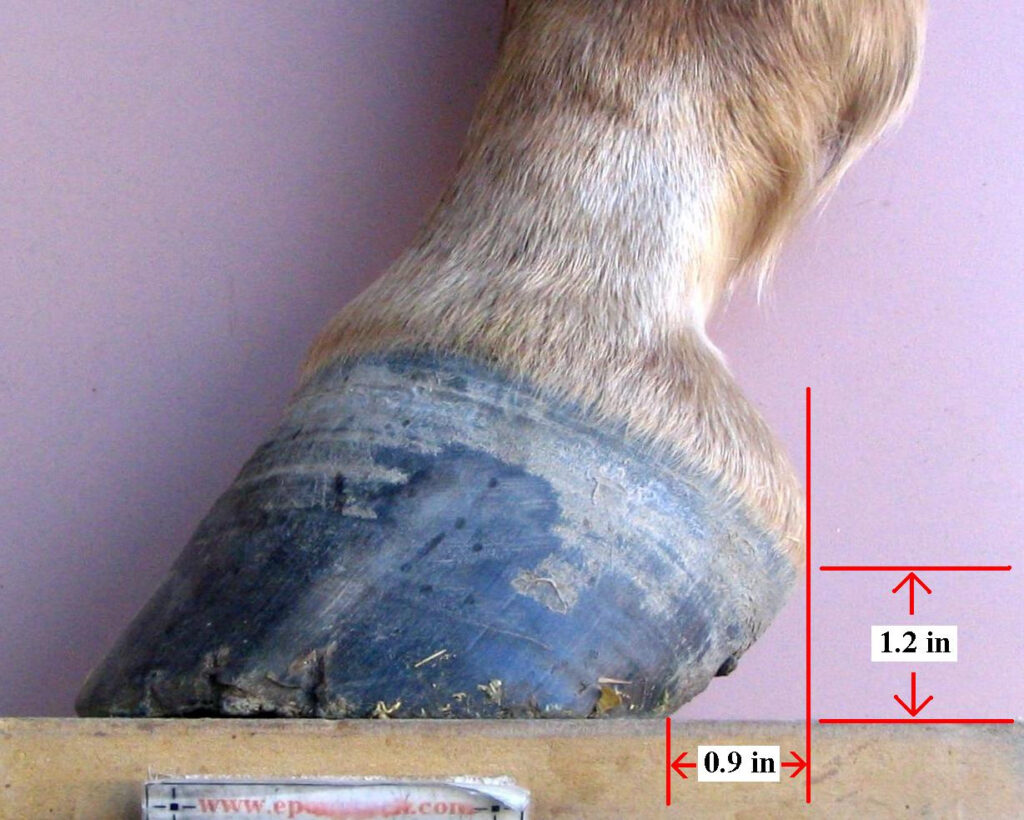 Example of Horse High Heel